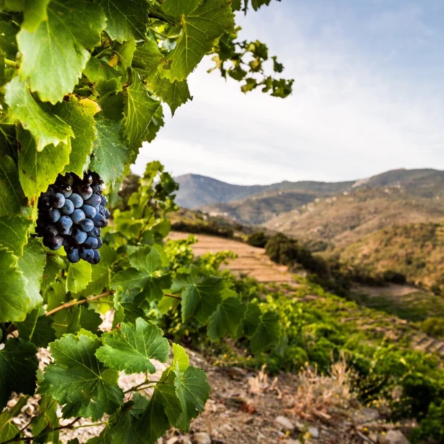 Grappe de raisin noir mûr accrochée à la vigne, dans un paysage vallonné de la Côte Vermeille sous un ciel clair.